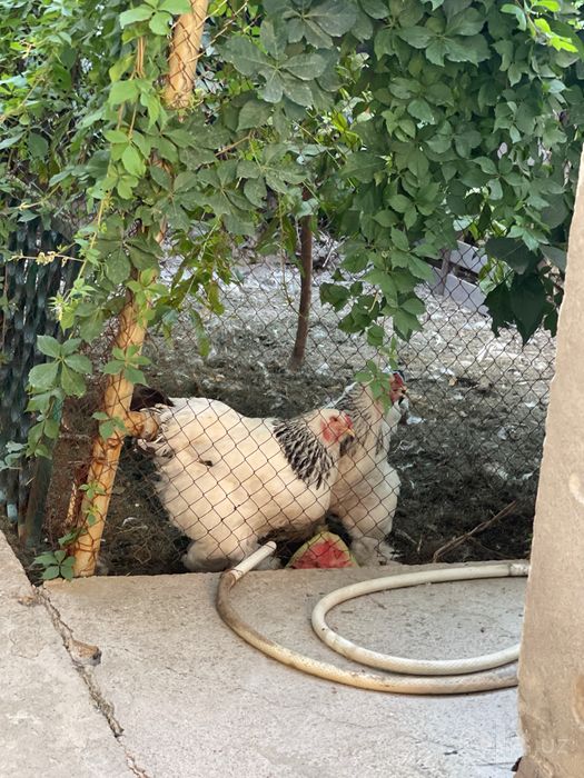 Brama tovuq horozlar sotiladi , Брама Товуқ , курица, петух
