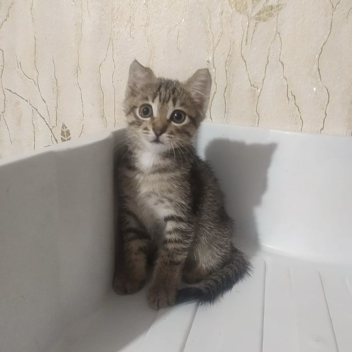 отдам котят 1,5 месяца