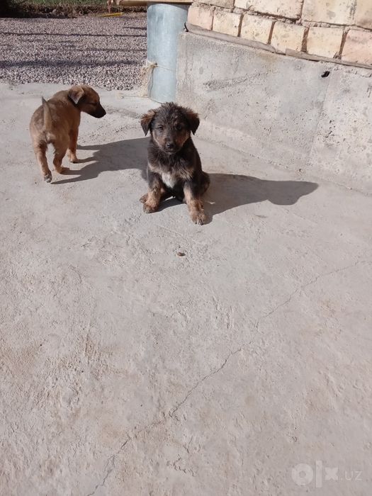 kuchik bolalari 3 oylik