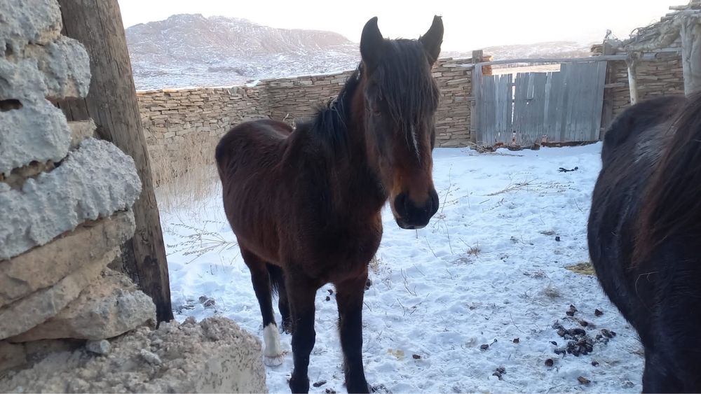 Продам лошадь Дөнен