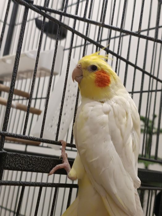 Papagal Nimfa cu colivie