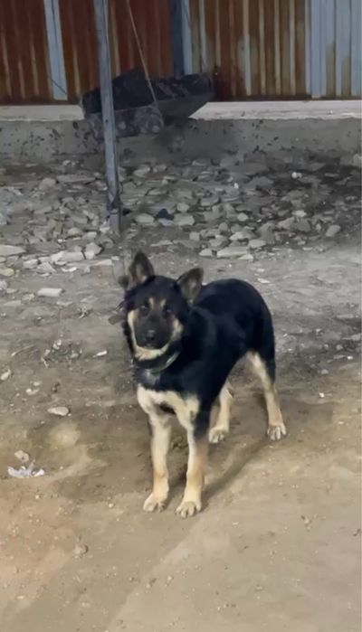 Отдам собаку овчарка 1 год