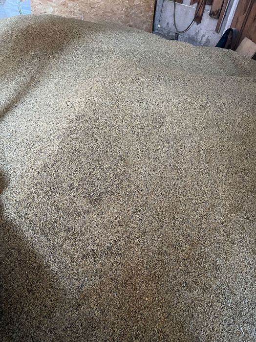 Vând ovăz și triticala