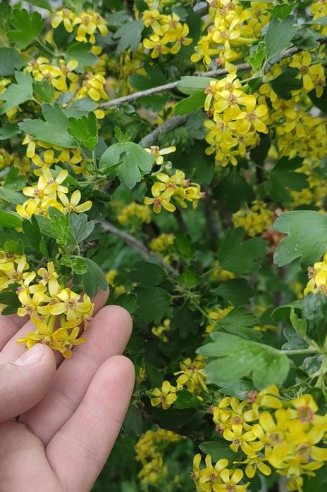 Растения для сада многолетние