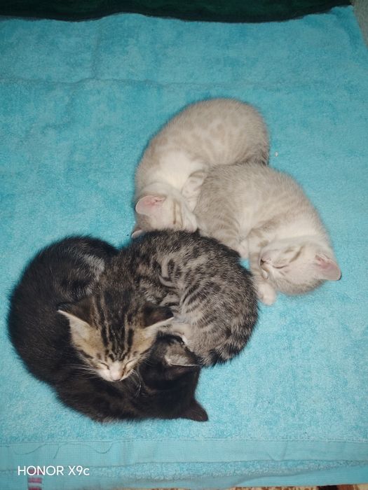 Продаётся Бенгальские Котята