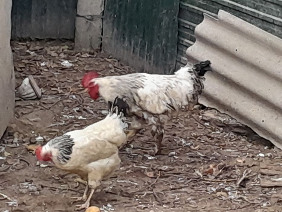 Продам курей гусей и уток