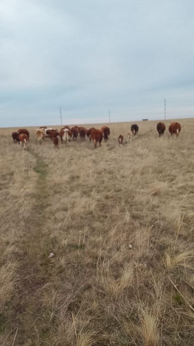 Продам  Каров с телятами .