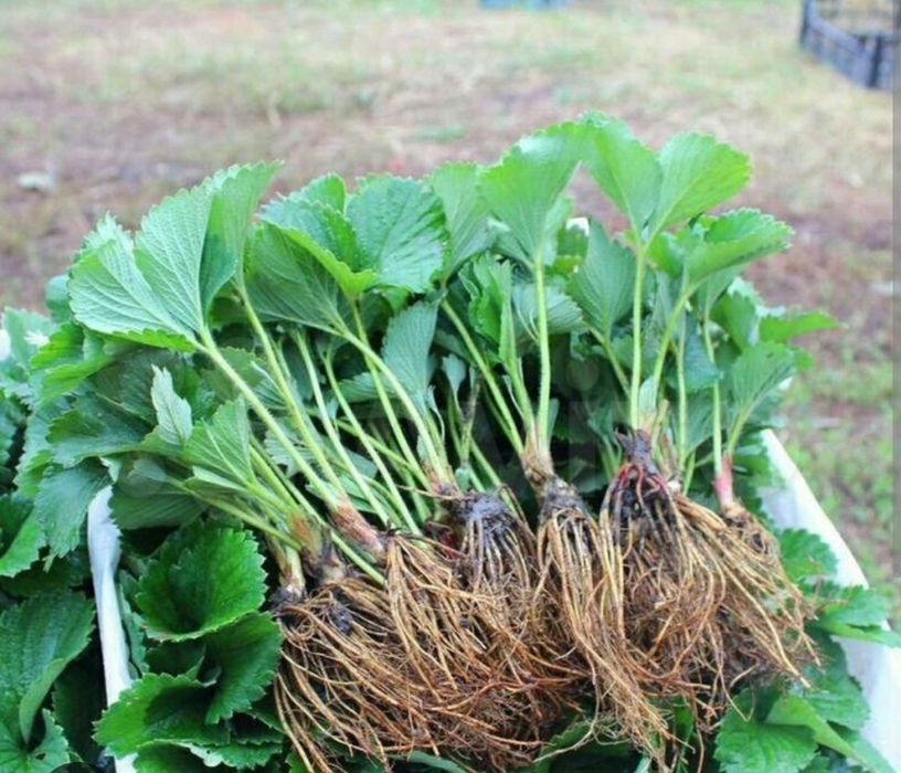 Рассада клубники