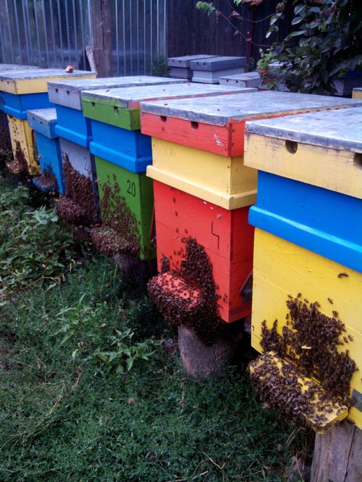 Vând miere polifloră - Caracal