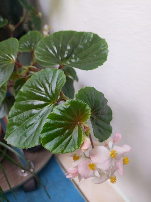 псевдоэрантемум, бегония