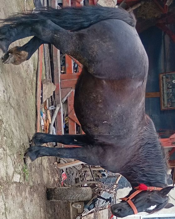 De vânzare două iepe