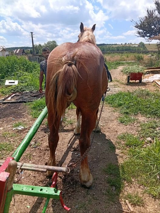 Sunt iapă de șapte ani 1,75 m bună de Ham