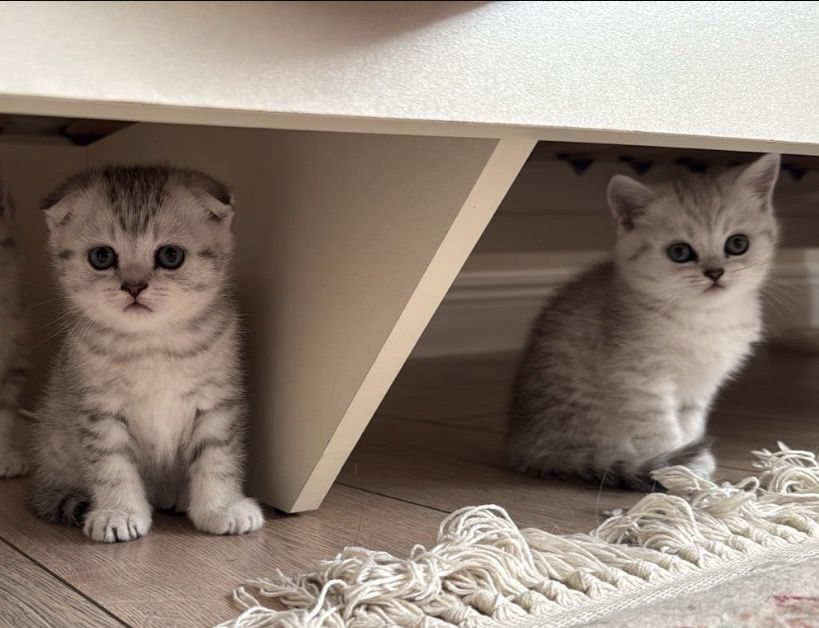Котенок, девочка скоттиш фолд