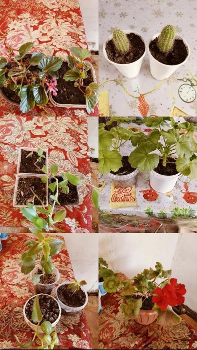 Комнатные цветы распродажа