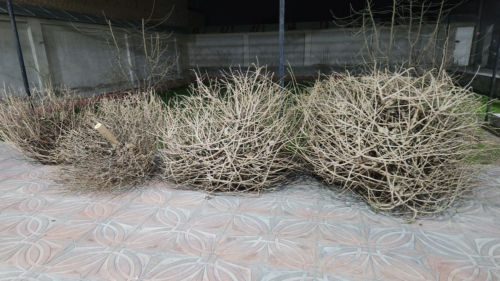 Õtin tut daraxtiki tekinga bervoriladi