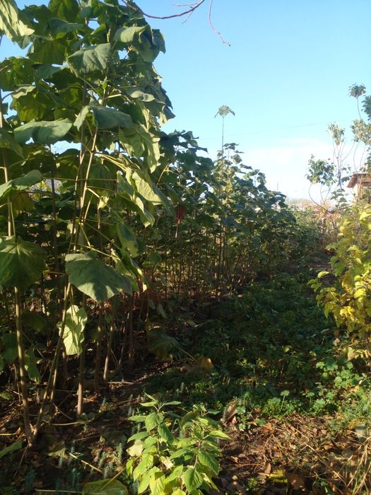 Павлония дарахти кучати сотилади.50 см дан 2 метиргача