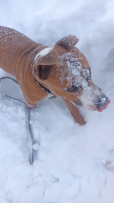 Сведу мальчика стафоширский тырьер