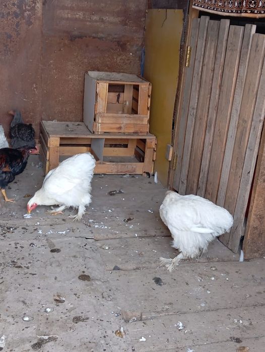 Маған ит стиліндегі түкті кискаларыңызды көрсетіңіз