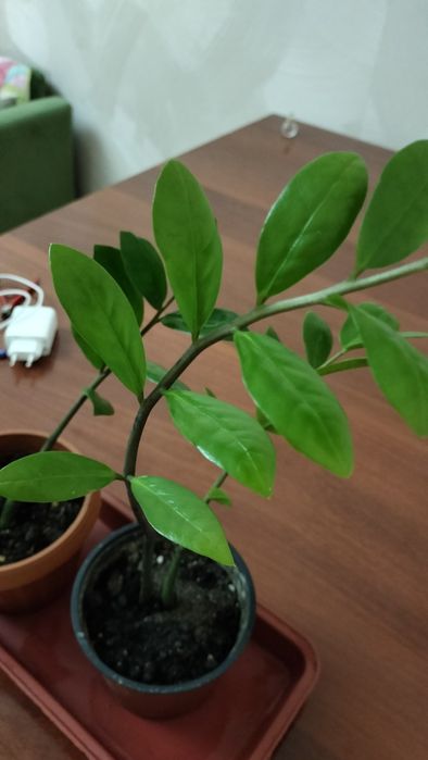 Цветы Долларовое дерево