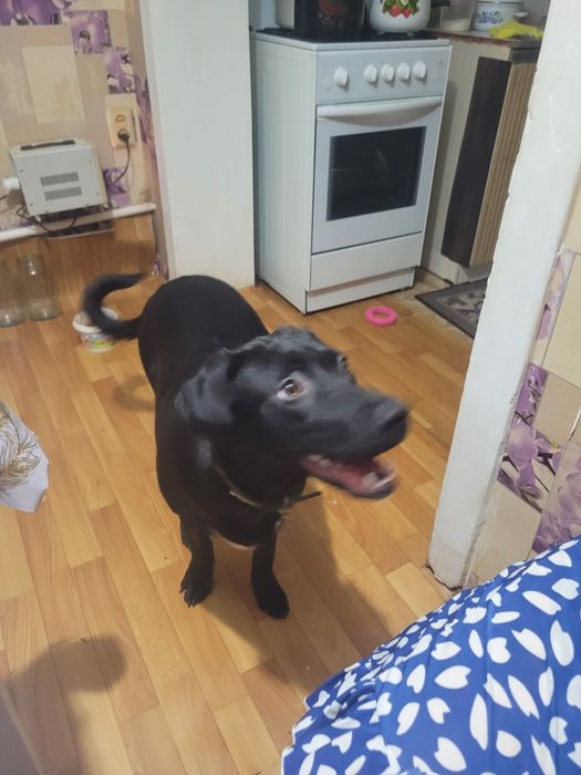 Отдам в добрые руки