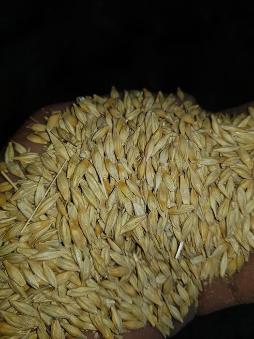 Vand Orz prod ROMANIA