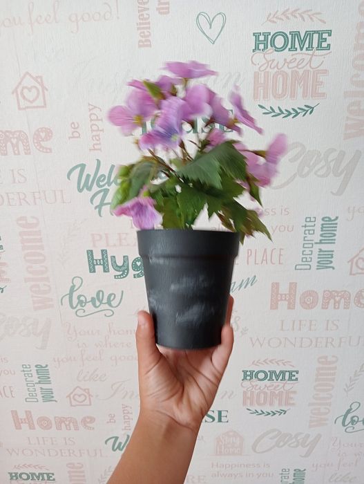 Продам цветок для дома