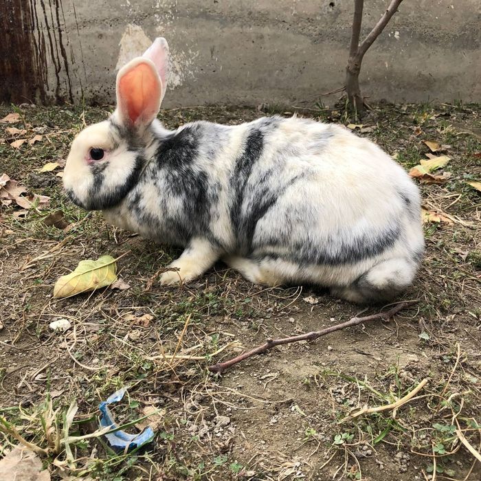 Quyonlar sotiladi satin