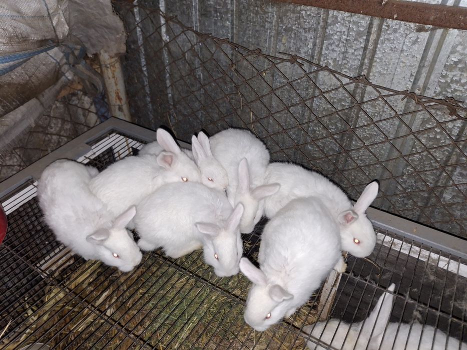 Iepurași disponibili în Țigănești Teleorman