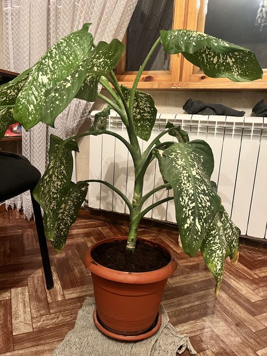 Диффенбахия каждая 6000 и 8.000