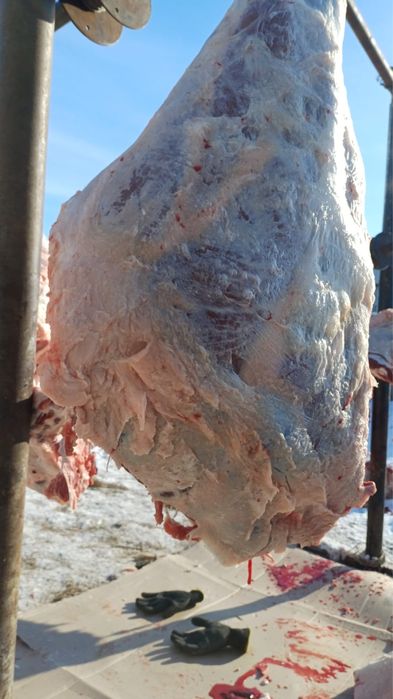 Согымга семиз кашар 3400 тг кг