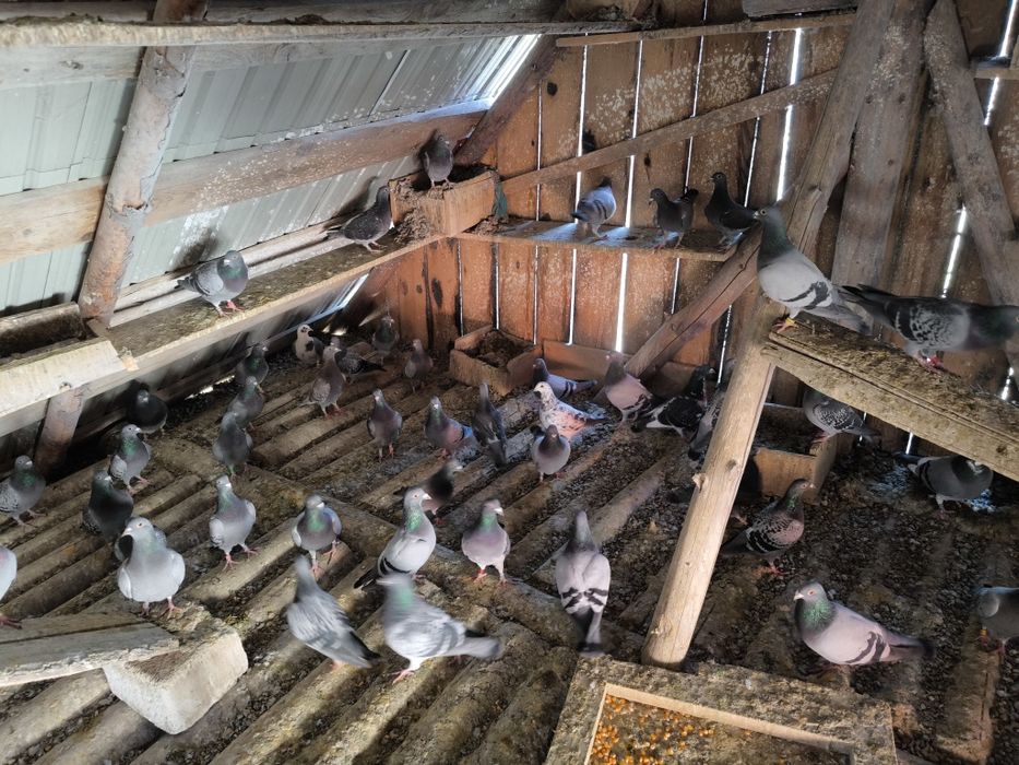 Porumbei de vânzare