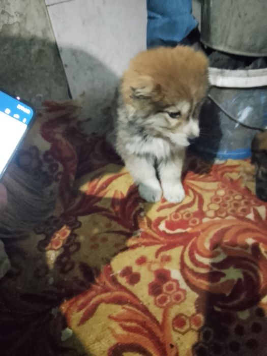 Продам щенка Алабай полтара месеца