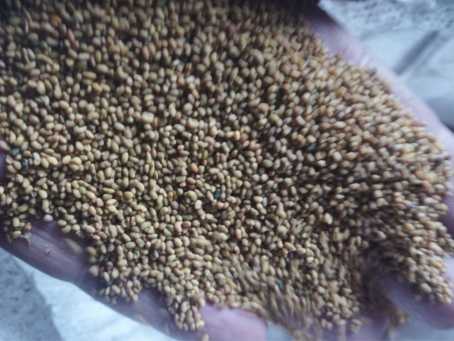 Семена клевера ,жоңышқа ұрығы