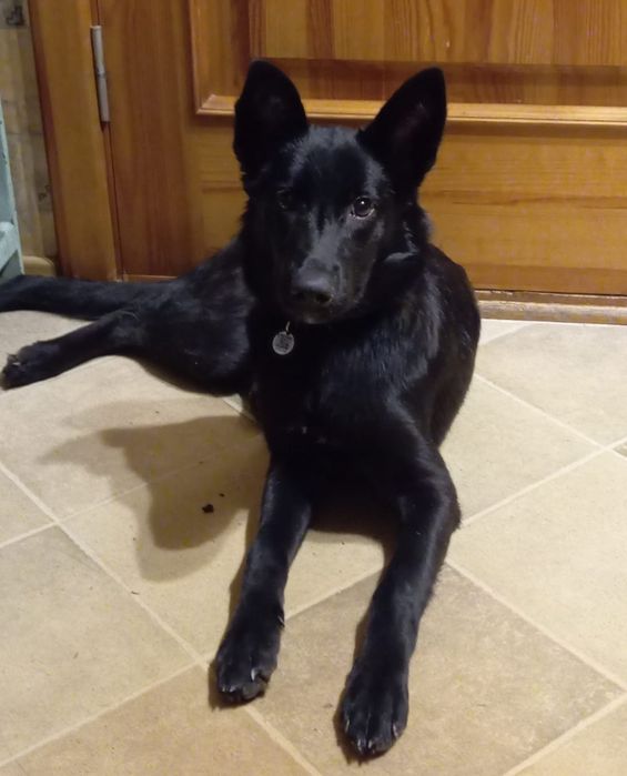 ПорОдиСтыЕ и Дворянины разных возрастов и окрасов