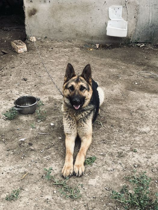 Немецкая овчарка