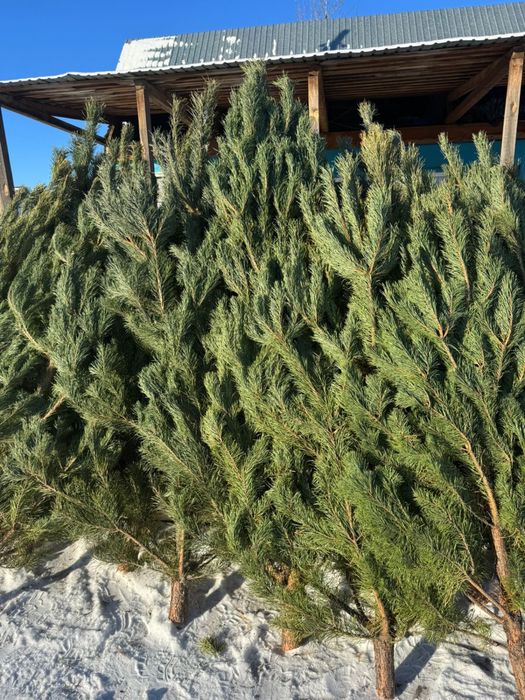 Живая ель и сосна