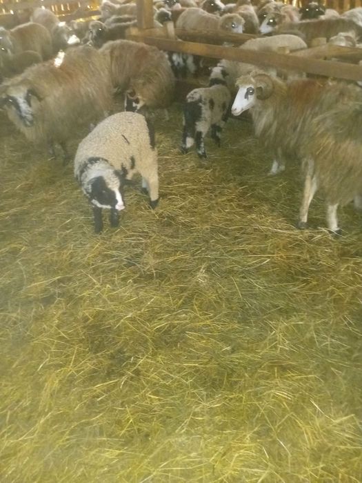 De vânzare 25 de oi si un cârlan oi frumoase bună De lapte