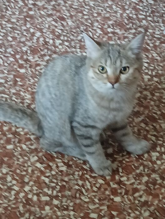 Отдам в добрые руки