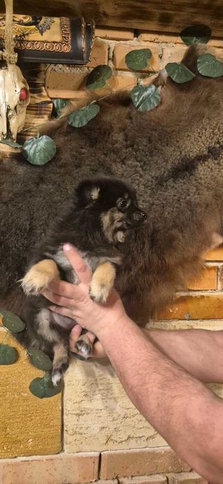 Кученца пинчери и мерлета