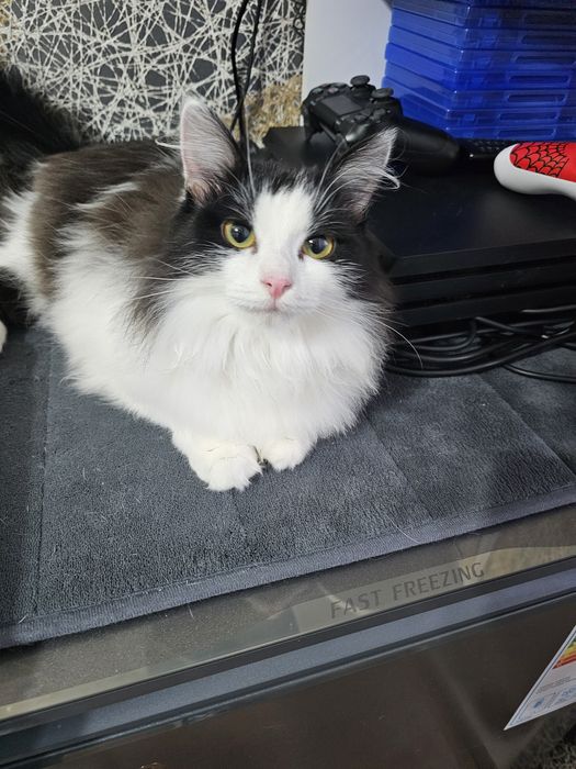 Буся в добрые ручки.