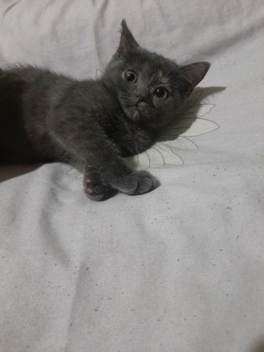 Британская короткошерстная кошка