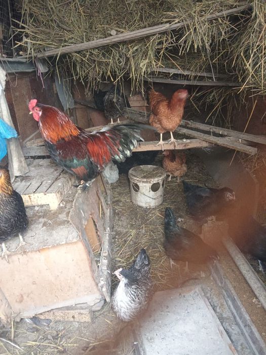 Куры несушки по 3500