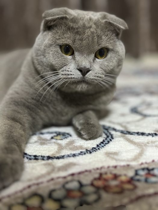 Вязка skotish  fold tozza qon mushuk qiz mushuklarni taklif qiladi