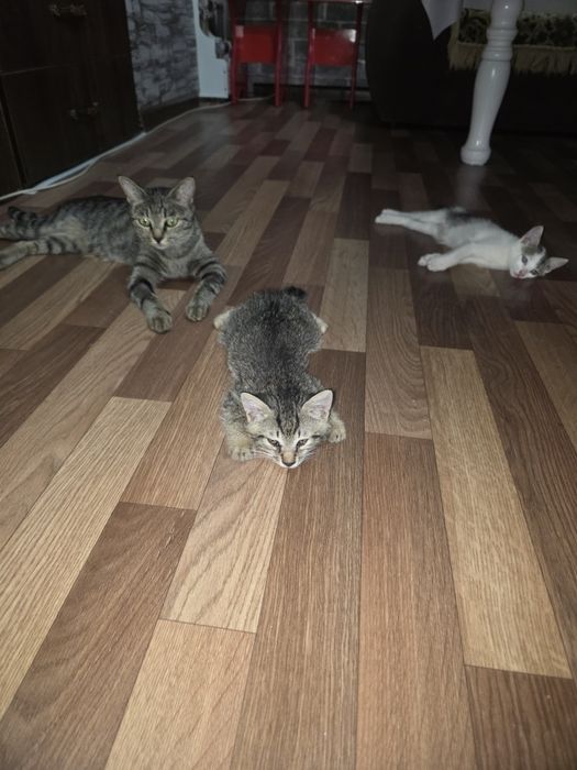 Котята отдам в добрые руки