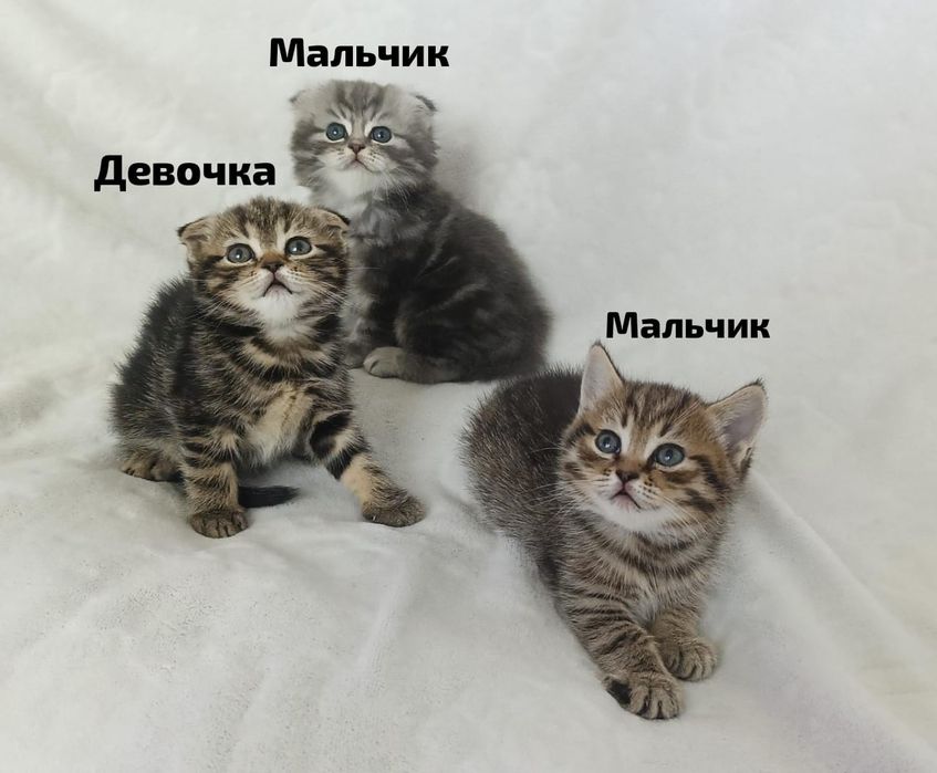 Продам шотландских котят