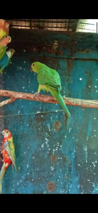 Попугай ожереловый