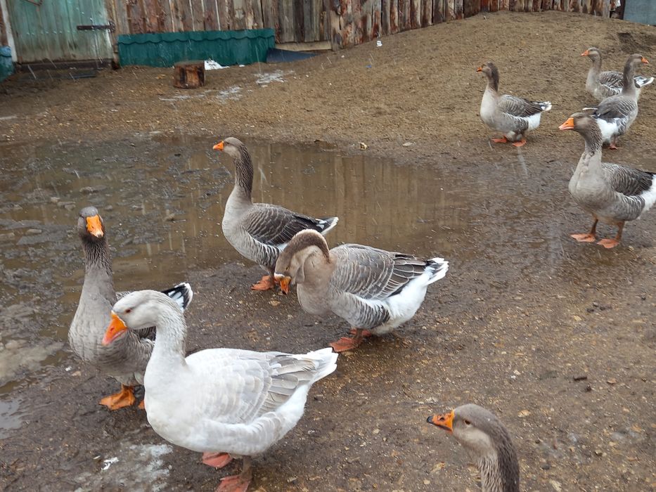 Продам гусей домашних