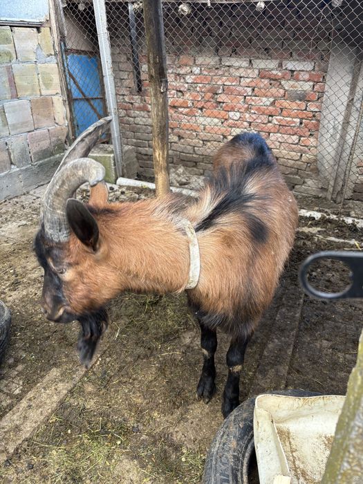 Френски алпийски козел