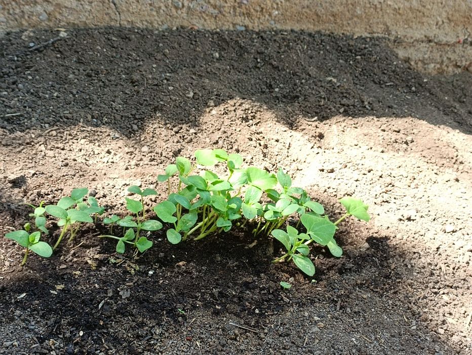 Биогумус 1300 сум .