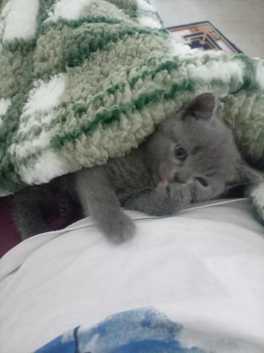 Шотлански клепоухи котенца